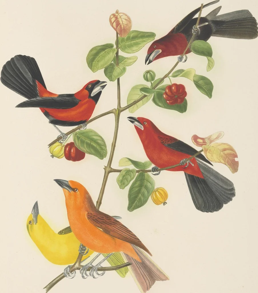 An illustration from Ornithologie brésilienne; ou, Histoire des oiseaux du Brésil, remarquables par leur plumage, leur chant, ou leurs habitudes, 1852, leaf 172