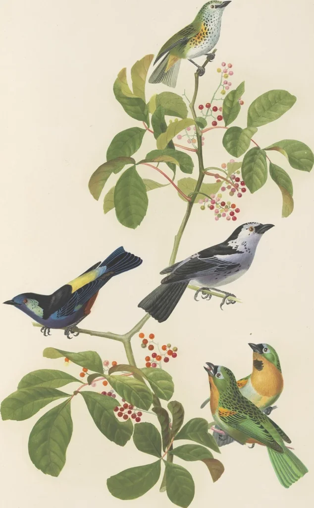 An illustration from Ornithologie brésilienne; ou, Histoire des oiseaux du Brésil, remarquables par leur plumage, leur chant, ou leurs habitudes, 1852, leaf 192