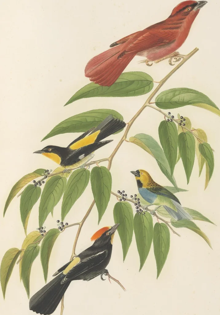 An illustration from Ornithologie brésilienne; ou, Histoire des oiseaux du Brésil, remarquables par leur plumage, leur chant, ou leurs habitudes, 1852, leaf 196