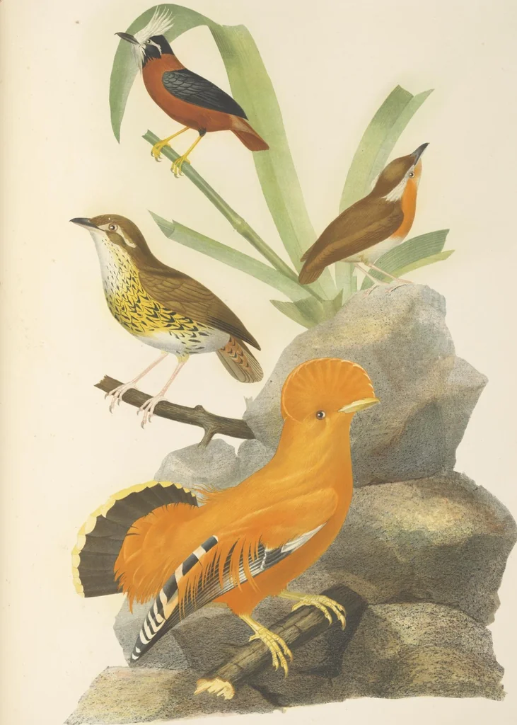 An illustration from Ornithologie brésilienne; ou, Histoire des oiseaux du Brésil, remarquables par leur plumage, leur chant, ou leurs habitudes, 1852, leaf 200