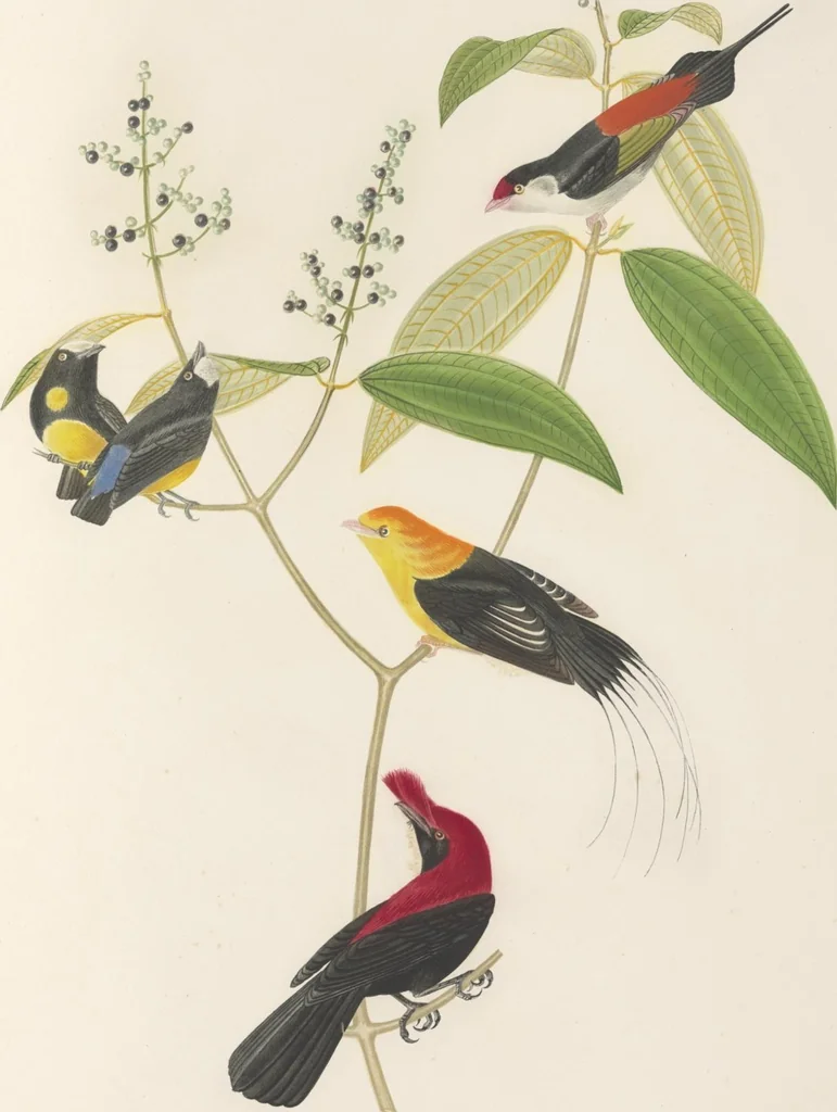 An illustration from Ornithologie brésilienne; ou, Histoire des oiseaux du Brésil, remarquables par leur plumage, leur chant, ou leurs habitudes, 1852, leaf 208