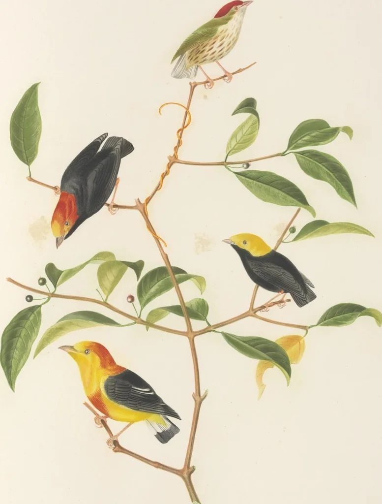 An illustration from Ornithologie brésilienne; ou, Histoire des oiseaux du Brésil, remarquables par leur plumage, leur chant, ou leurs habitudes, 1852, leaf 212