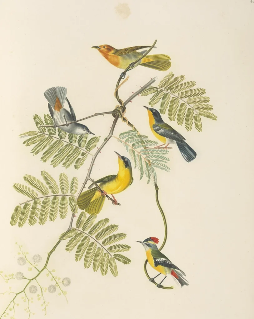 An illustration from Ornithologie brésilienne; ou, Histoire des oiseaux du Brésil, remarquables par leur plumage, leur chant, ou leurs habitudes, 1852, leaf 216