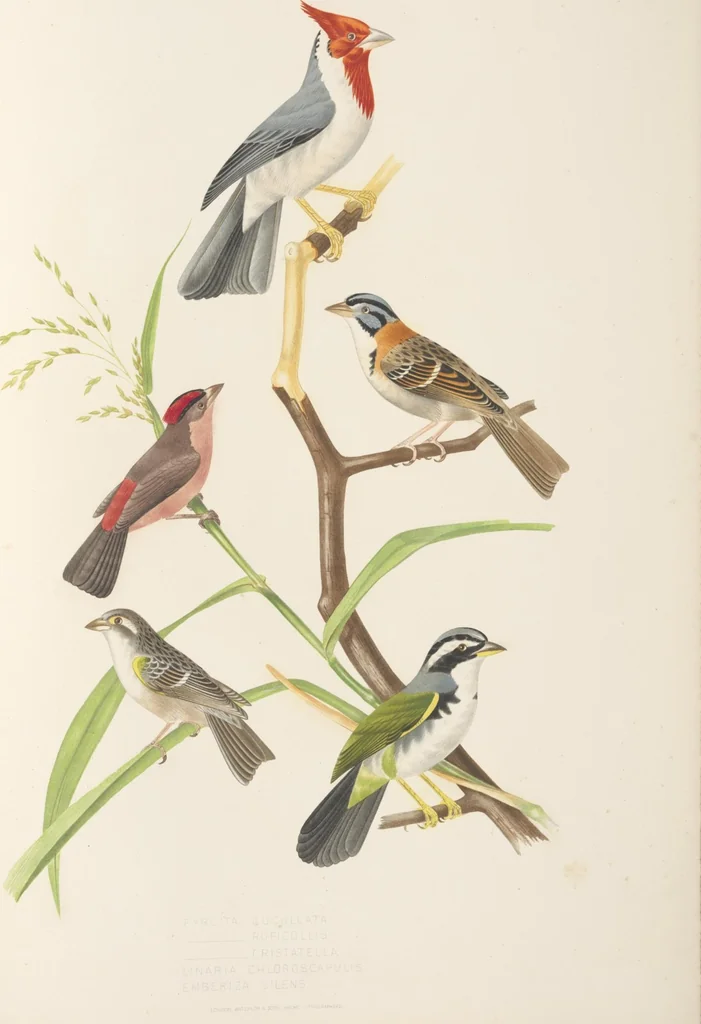 An illustration from Ornithologie brésilienne; ou, Histoire des oiseaux du Brésil, remarquables par leur plumage, leur chant, ou leurs habitudes, 1852, leaf 220