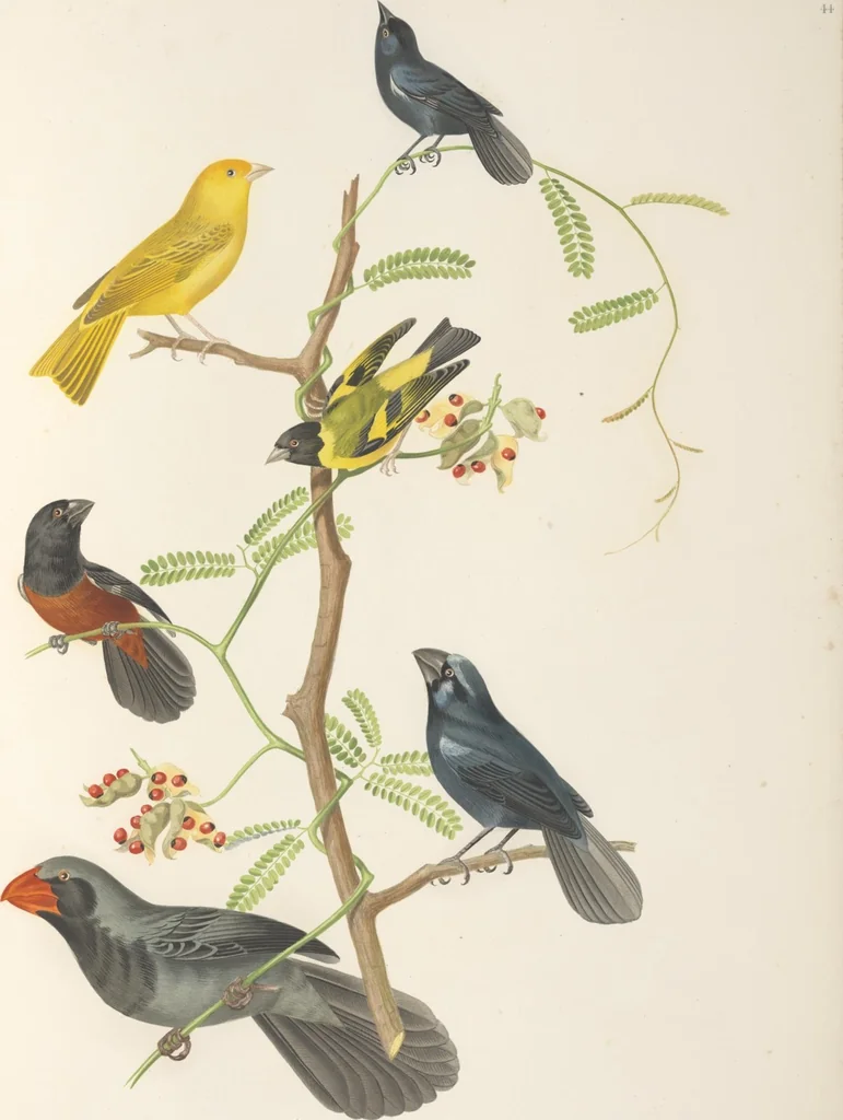 An illustration from Ornithologie brésilienne; ou, Histoire des oiseaux du Brésil, remarquables par leur plumage, leur chant, ou leurs habitudes, 1852, leaf 224