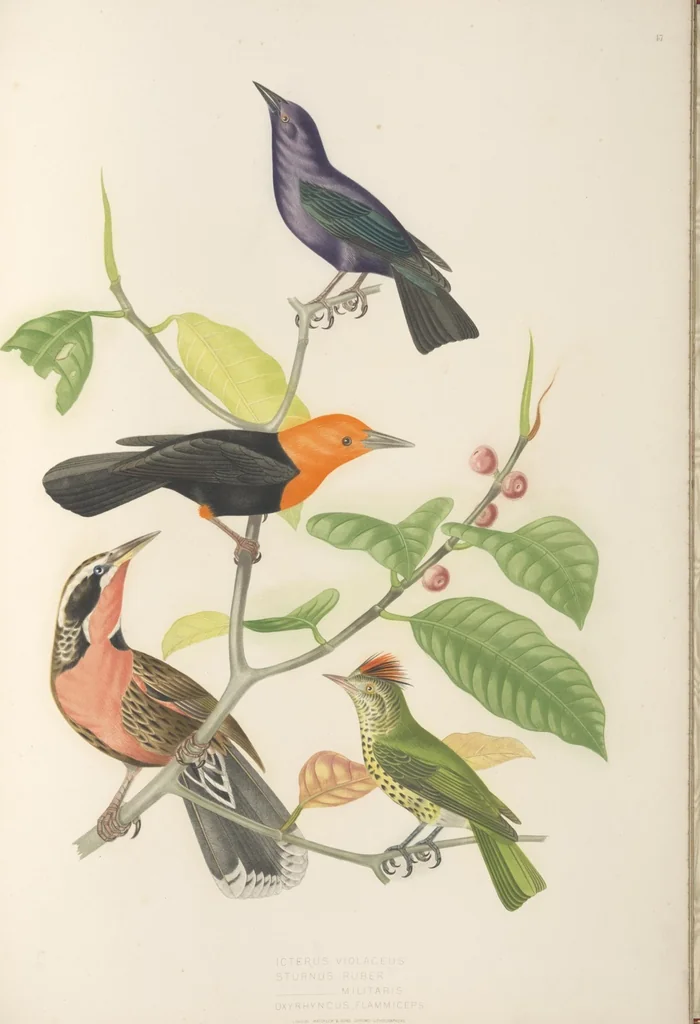 An illustration from Ornithologie brésilienne; ou, Histoire des oiseaux du Brésil, remarquables par leur plumage, leur chant, ou leurs habitudes, 1852, leaf 236