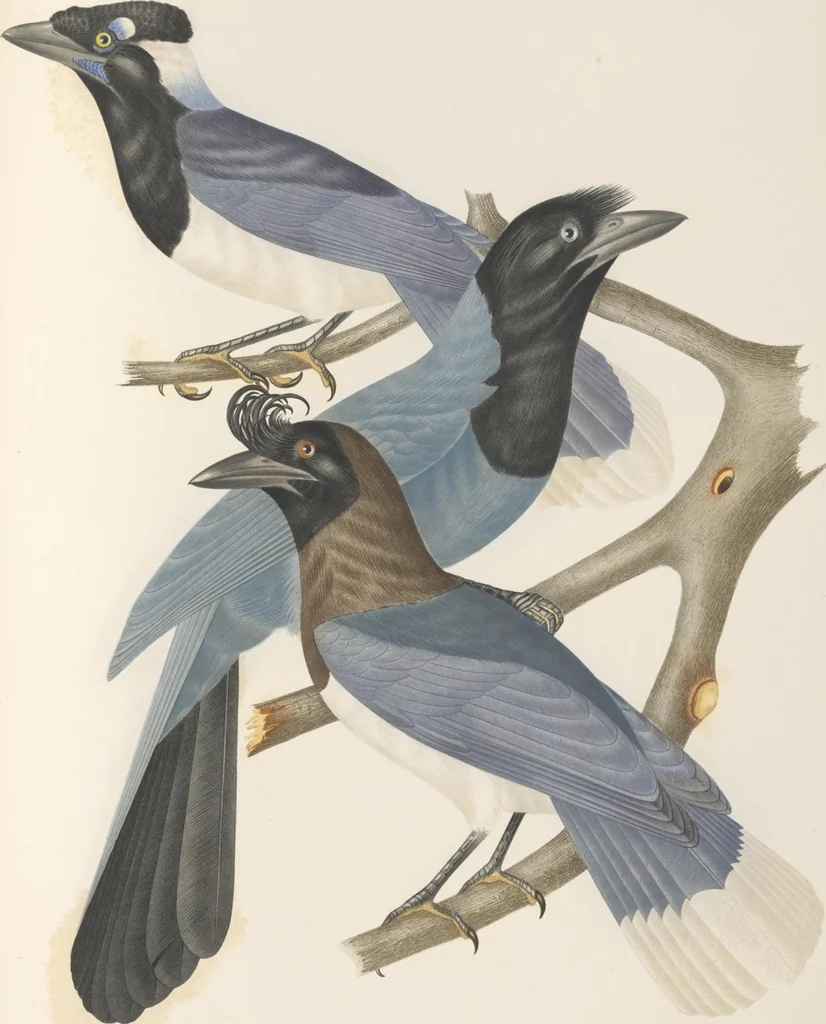 An illustration from Ornithologie brésilienne; ou, Histoire des oiseaux du Brésil, remarquables par leur plumage, leur chant, ou leurs habitudes, 1852, leaf 240