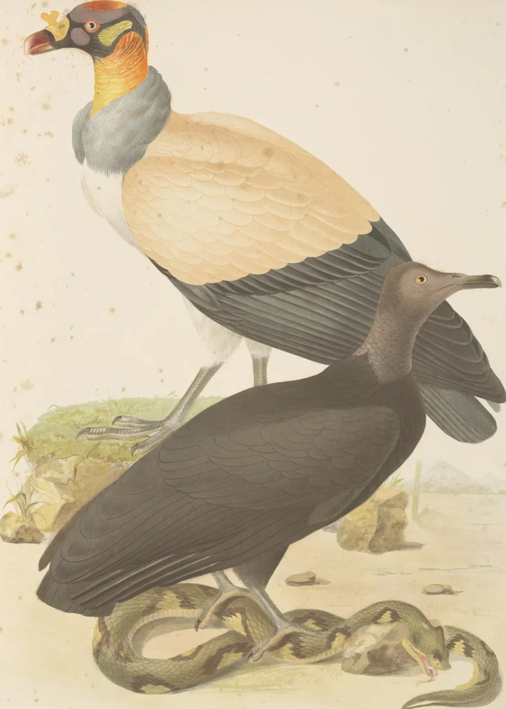 An illustration from Ornithologie brésilienne; ou, Histoire des oiseaux du Brésil, remarquables par leur plumage, leur chant, ou leurs habitudes, 1852, leaf 52