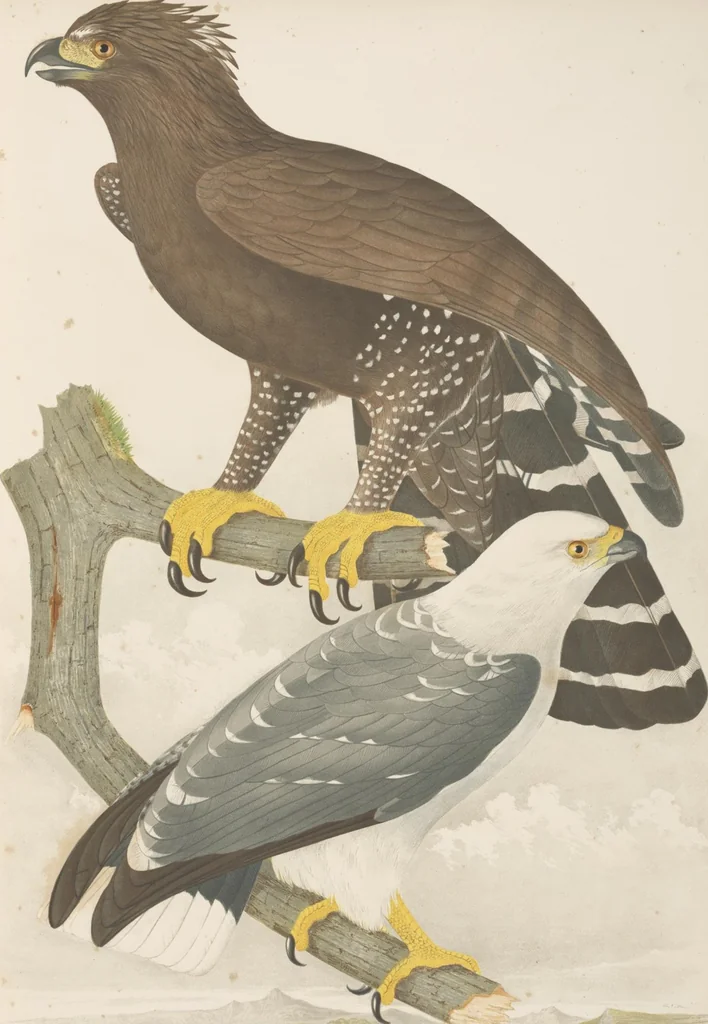 An illustration from Ornithologie brésilienne; ou, Histoire des oiseaux du Brésil, remarquables par leur plumage, leur chant, ou leurs habitudes, 1852, leaf 60