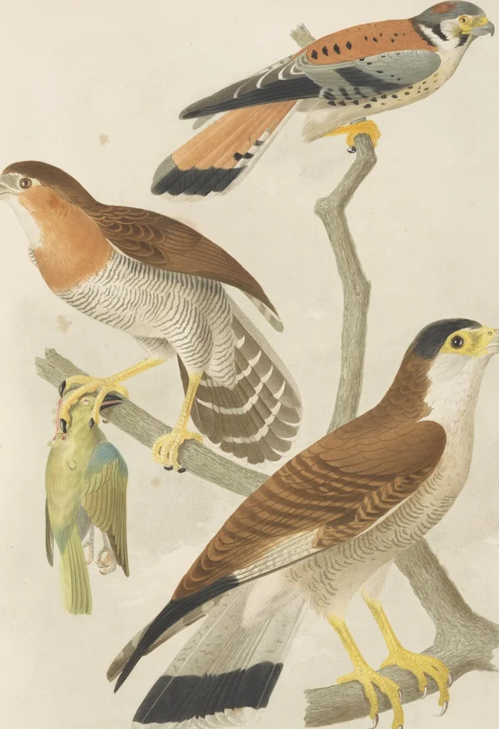 An illustration from Ornithologie brésilienne; ou, Histoire des oiseaux du Brésil, remarquables par leur plumage, leur chant, ou leurs habitudes, 1852, leaf 64