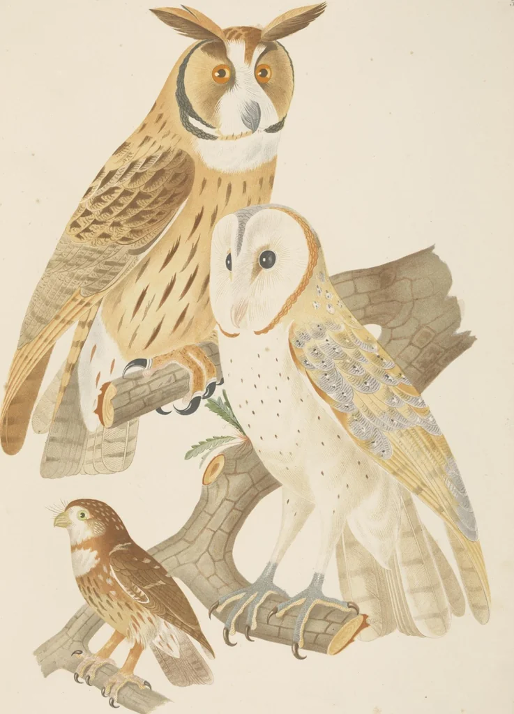 An illustration from Ornithologie brésilienne; ou, Histoire des oiseaux du Brésil, remarquables par leur plumage, leur chant, ou leurs habitudes, 1852, leaf 68