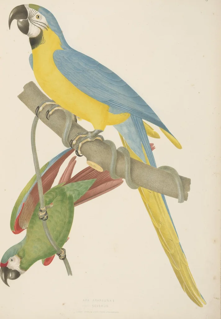An illustration from Ornithologie brésilienne; ou, Histoire des oiseaux du Brésil, remarquables par leur plumage, leur chant, ou leurs habitudes, 1852, leaf 72