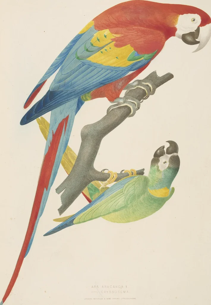An illustration from Ornithologie brésilienne; ou, Histoire des oiseaux du Brésil, remarquables par leur plumage, leur chant, ou leurs habitudes, 1852, leaf 76