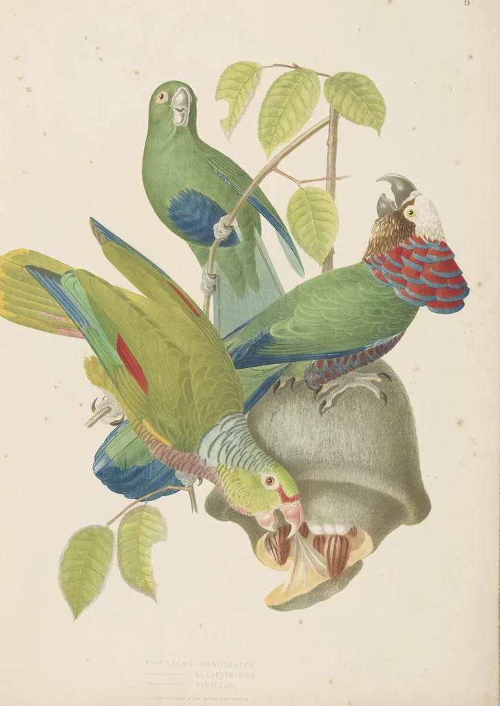 An illustration from Ornithologie brésilienne; ou, Histoire des oiseaux du Brésil, remarquables par leur plumage, leur chant, ou leurs habitudes, 1852, leaf 84