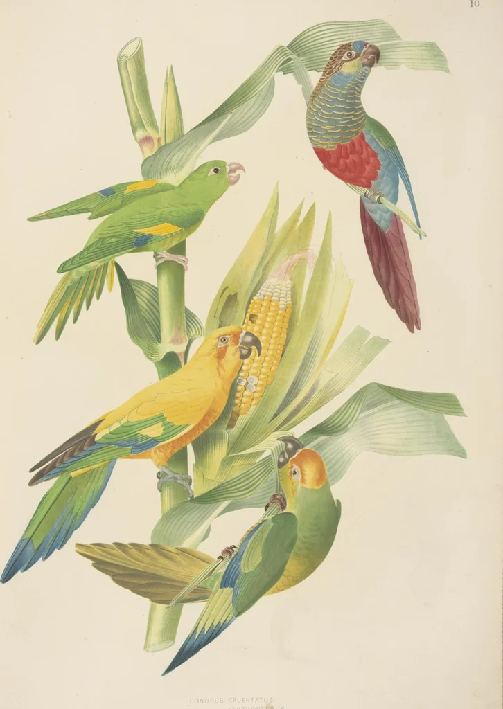 An illustration from Ornithologie brésilienne; ou, Histoire des oiseaux du Brésil, remarquables par leur plumage, leur chant, ou leurs habitudes, 1852, leaf 88