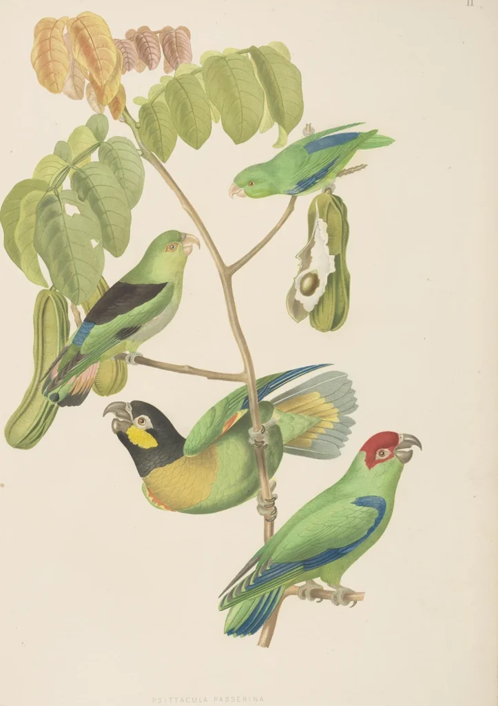 An illustration from Ornithologie brésilienne; ou, Histoire des oiseaux du Brésil, remarquables par leur plumage, leur chant, ou leurs habitudes, 1852, leaf 92