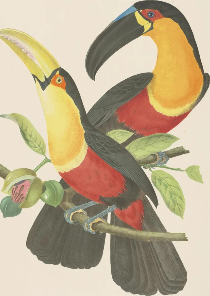 An illustration from Ornithologie brésilienne; ou, Histoire des oiseaux du Brésil, remarquables par leur plumage, leur chant, ou leurs habitudes, 1852, leaf 96