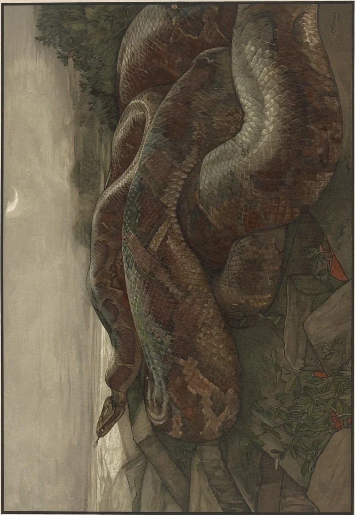 An illustration from Sixteen illustrations of subjects from Kipling's "Jungle book", 1903, leaf 20