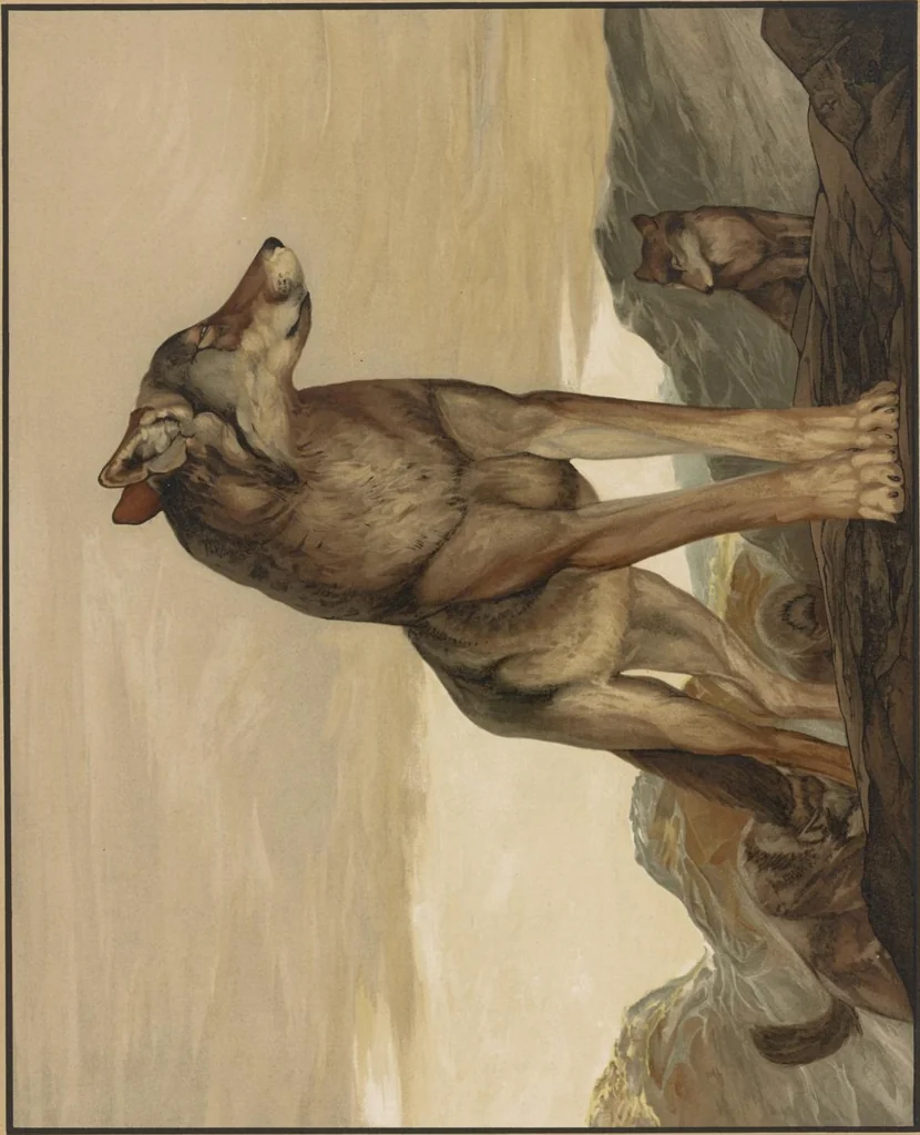 An illustration from Sixteen illustrations of subjects from Kipling's "Jungle book", 1903, leaf 7