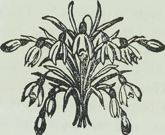 An illustration from Modern magic : a practical treatise on the art of conjuring, 1894, leaf 312