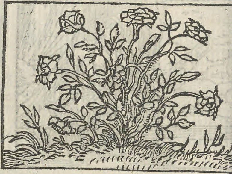 An illustration from Le theatre des bons engins, auquel sont contenuz cent emblemes moraulx, 1546, leaf 35
