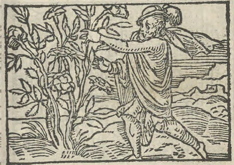 An illustration from Le theatre des bons engins, auquel sont contenuz cent emblemes moraulx, 1546, leaf 46