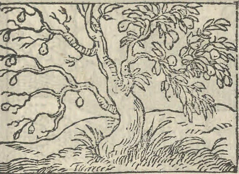 An illustration from Le theatre des bons engins, auquel sont contenuz cent emblemes moraulx, 1546, leaf 96