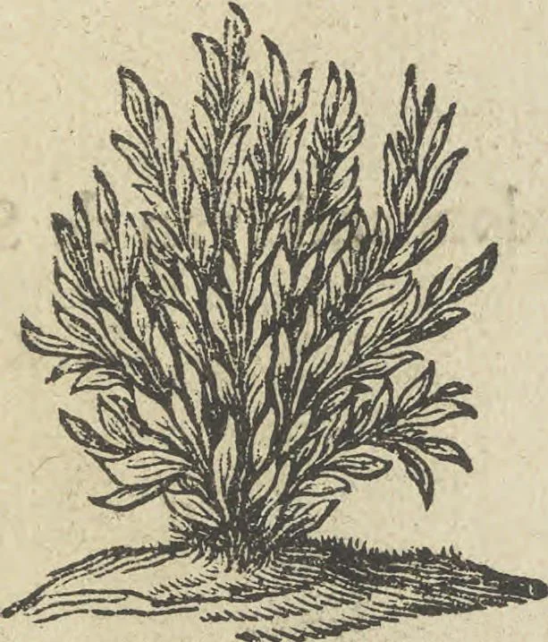 An illustration from Der Künstliche Ringer : oder dess Weyland Wolgeübeten und Berühmten Ring-Meisters Niclaus Petters Kurtze, jedoch Klare Unterweisung und Anleitung zu der Fürtrefflichen Ringe-Kunst: Daraus zulehrnen, evie man sich bey allerhand vorfallenden Schlägereyen fürsichtig beschützen, alle unredliche Anfälle ... abkehren, und seinem bosshafften Ansprenger Kunstgeschicklich begegnen könne, 1674, leaf 6