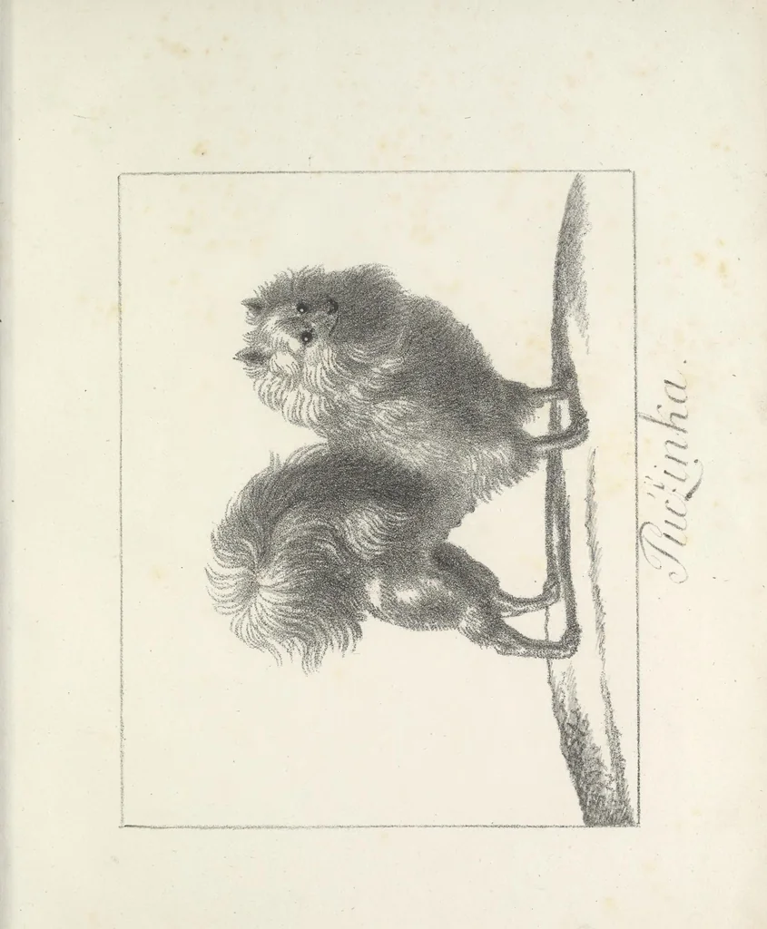 An illustration from Erste im Königreich Sachsen erschienene Sammlung artistischer Versuche im Steindrucke, 1806, leaf 62