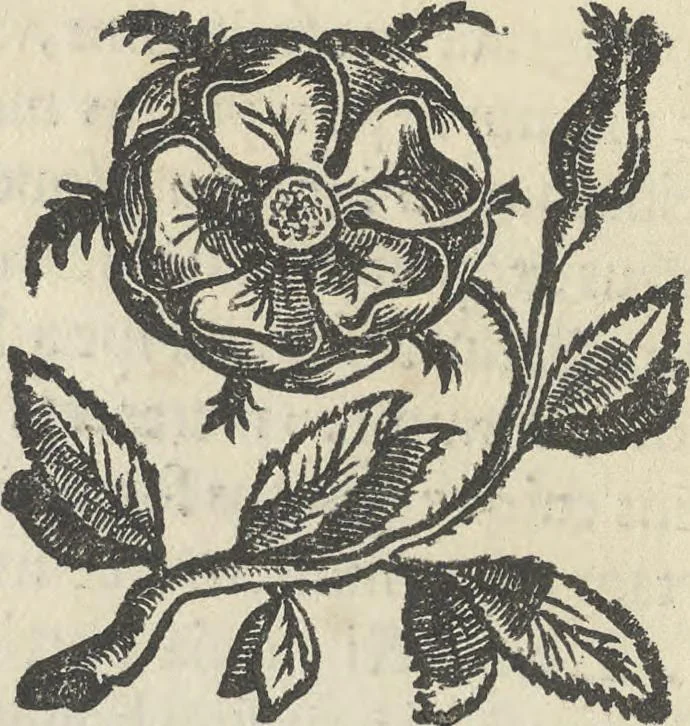 An illustration from Illvstrivm anachoretarvm elogia, siue Religiosi viri mvsaevm, 1625, leaf 81