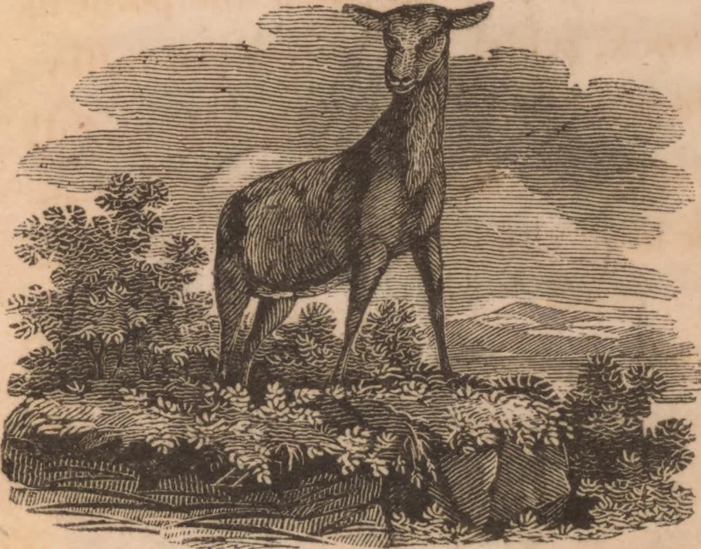 An illustration from The tales of Peter Parley about America : with engravings, 1827, leaf 34