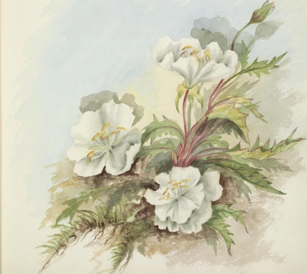 An illustration from The procession of flowers in Colorado, 1888, leaf 17