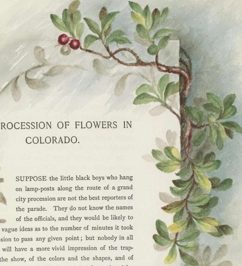 An illustration from The procession of flowers in Colorado, 1888, leaf 19