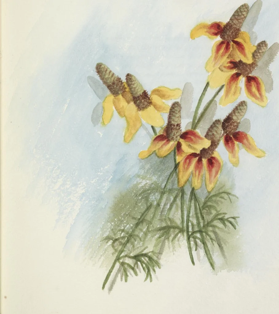 An illustration from The procession of flowers in Colorado, 1888, leaf 23