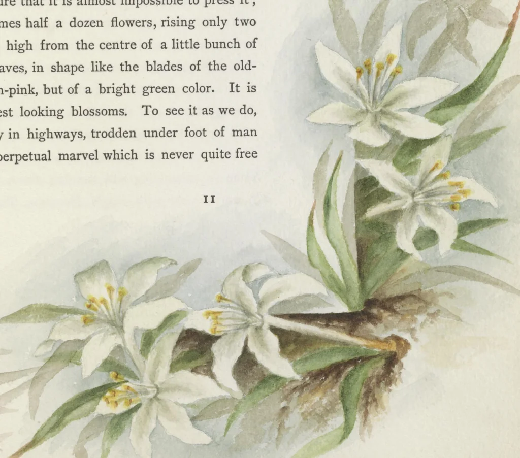 An illustration from The procession of flowers in Colorado, 1888, leaf 25