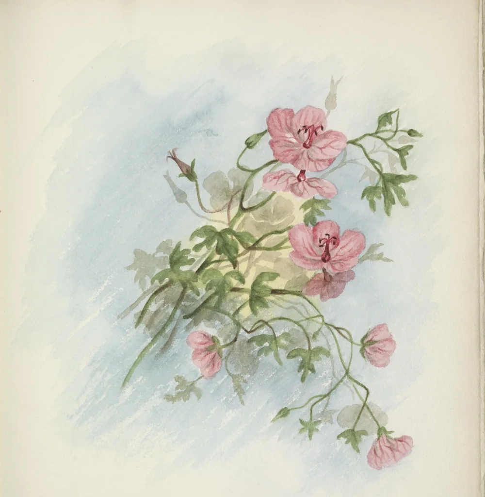 An illustration from The procession of flowers in Colorado, 1888, leaf 29