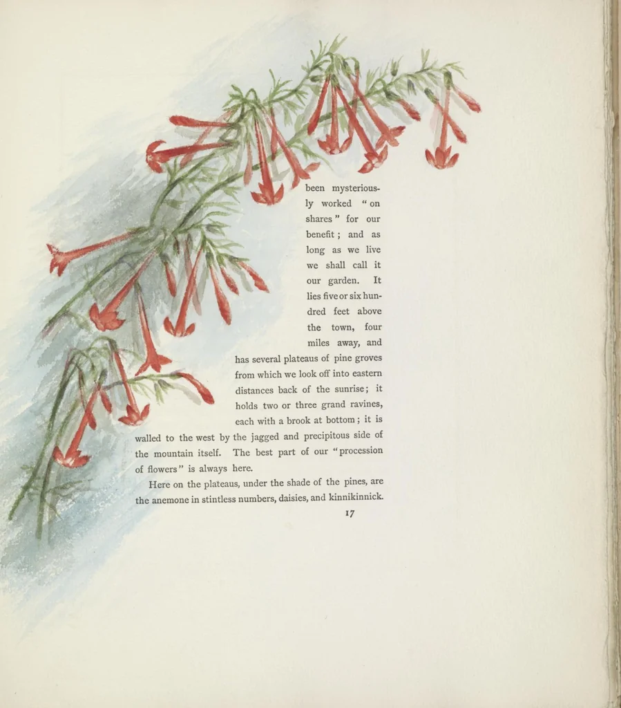 An illustration from The procession of flowers in Colorado, 1888, leaf 33