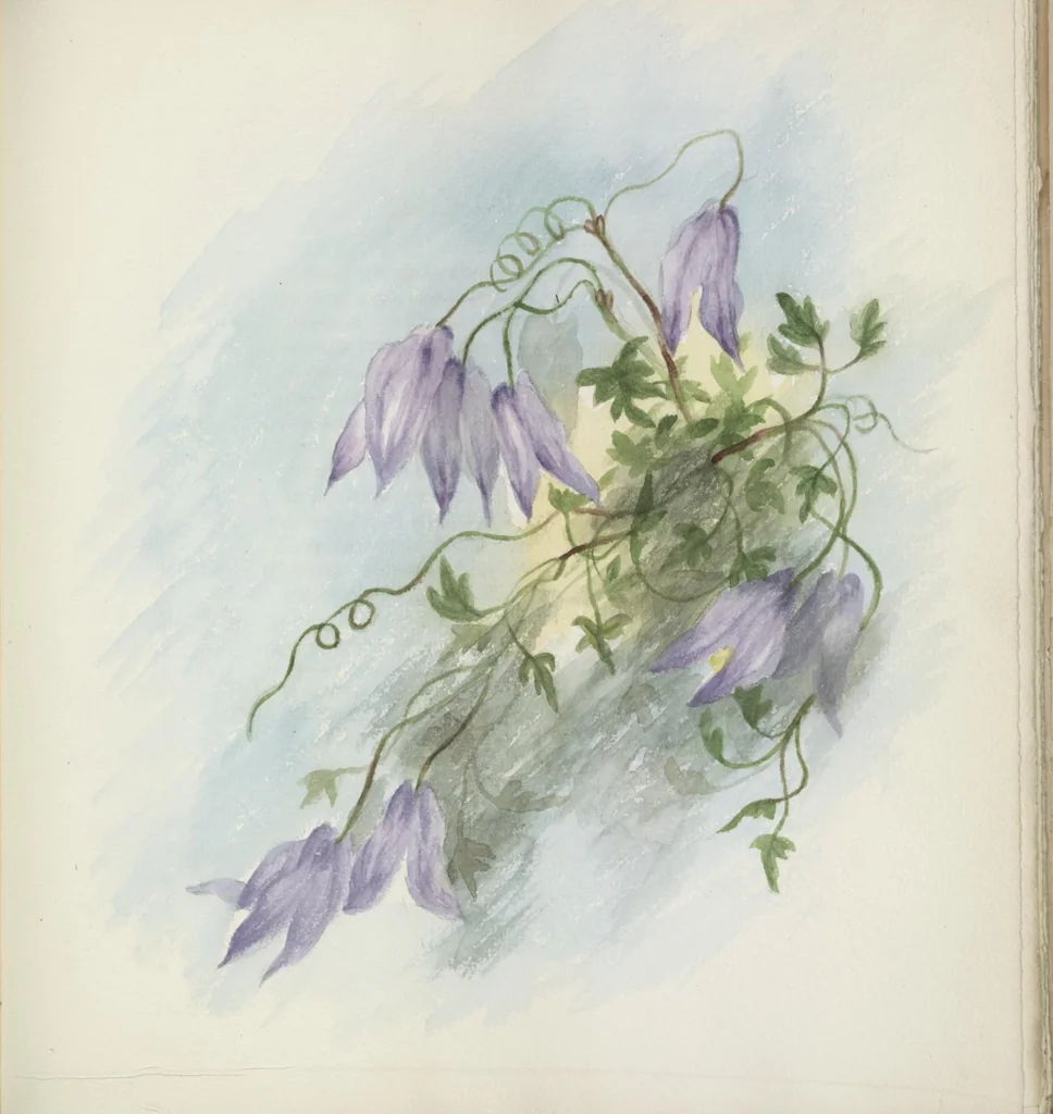 An illustration from The procession of flowers in Colorado, 1888, leaf 35