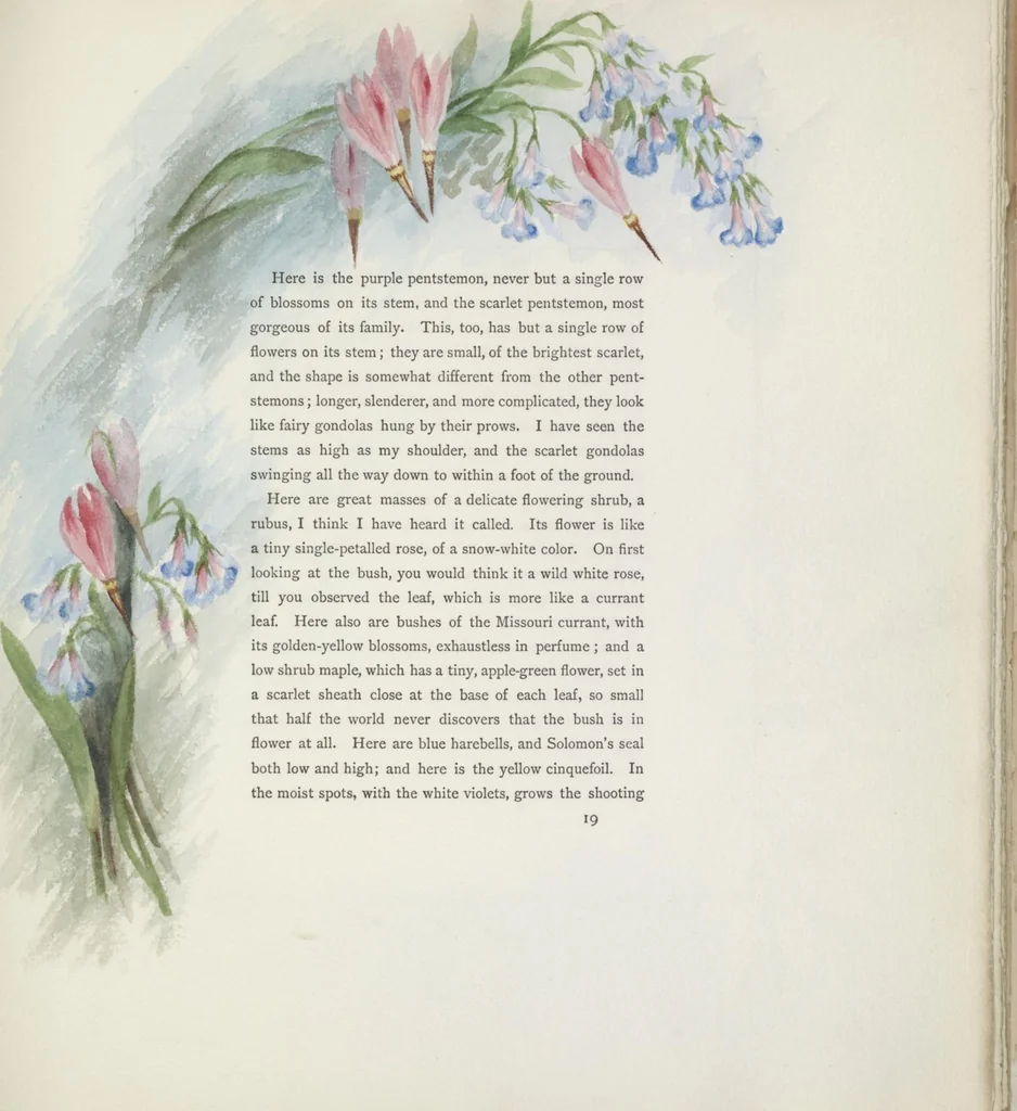 An illustration from The procession of flowers in Colorado, 1888, leaf 37