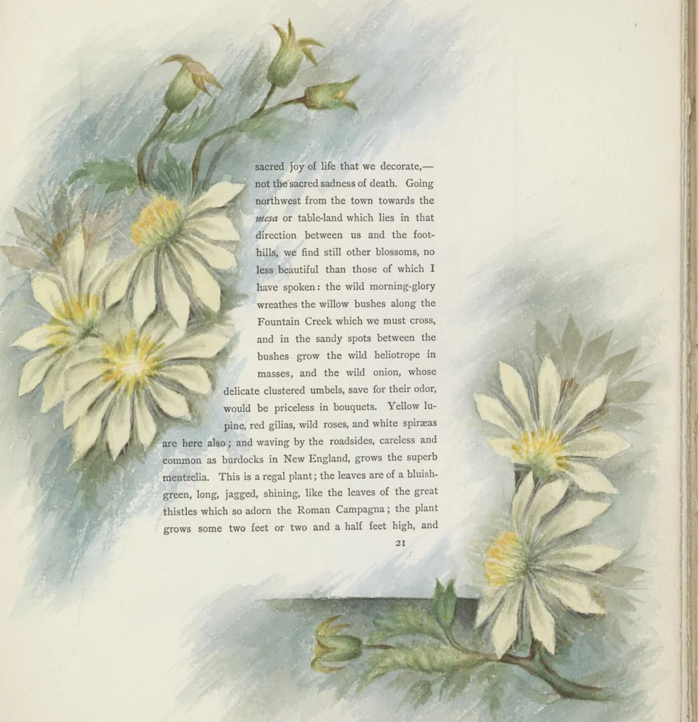 An illustration from The procession of flowers in Colorado, 1888, leaf 39