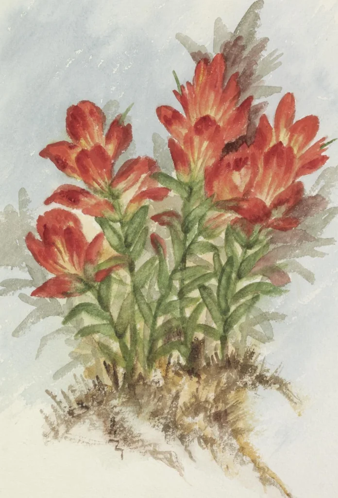 An illustration from The procession of flowers in Colorado, 1888, leaf 41