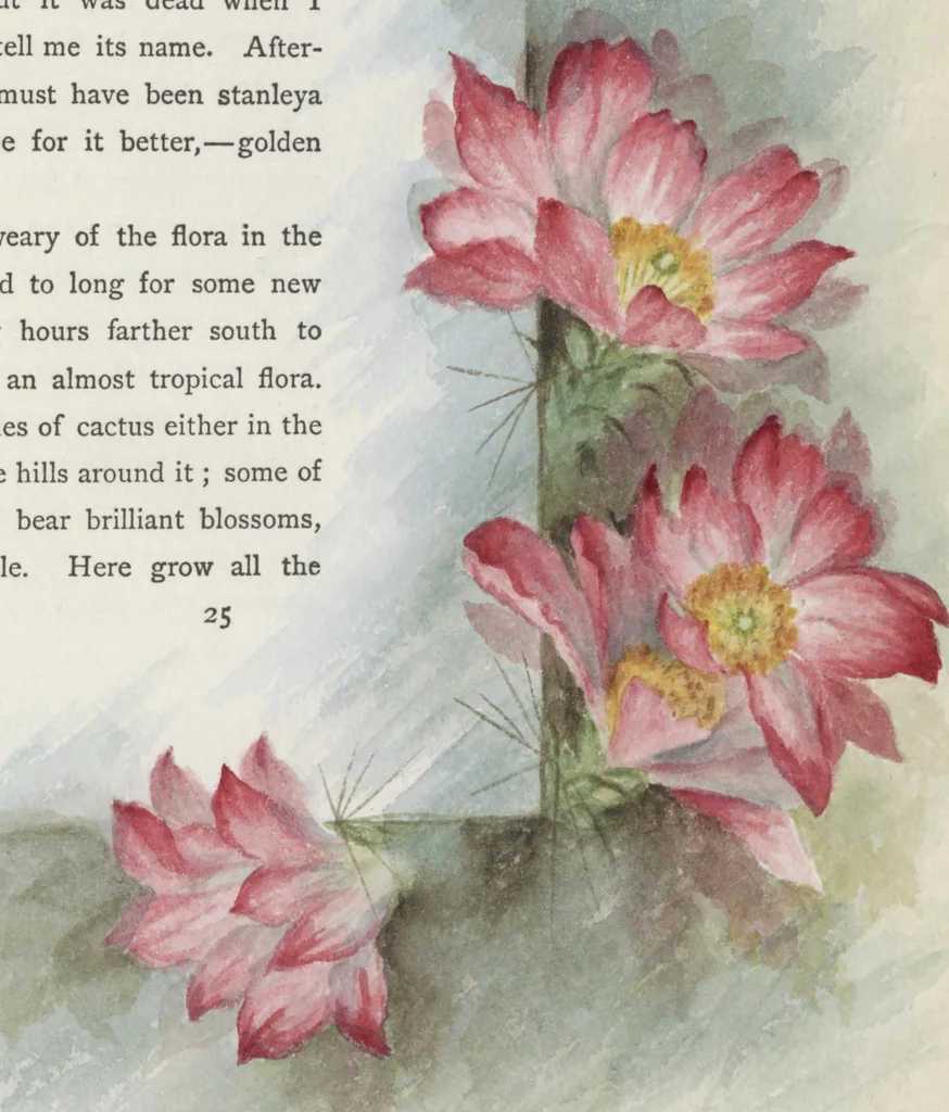 An illustration from The procession of flowers in Colorado, 1888, leaf 45