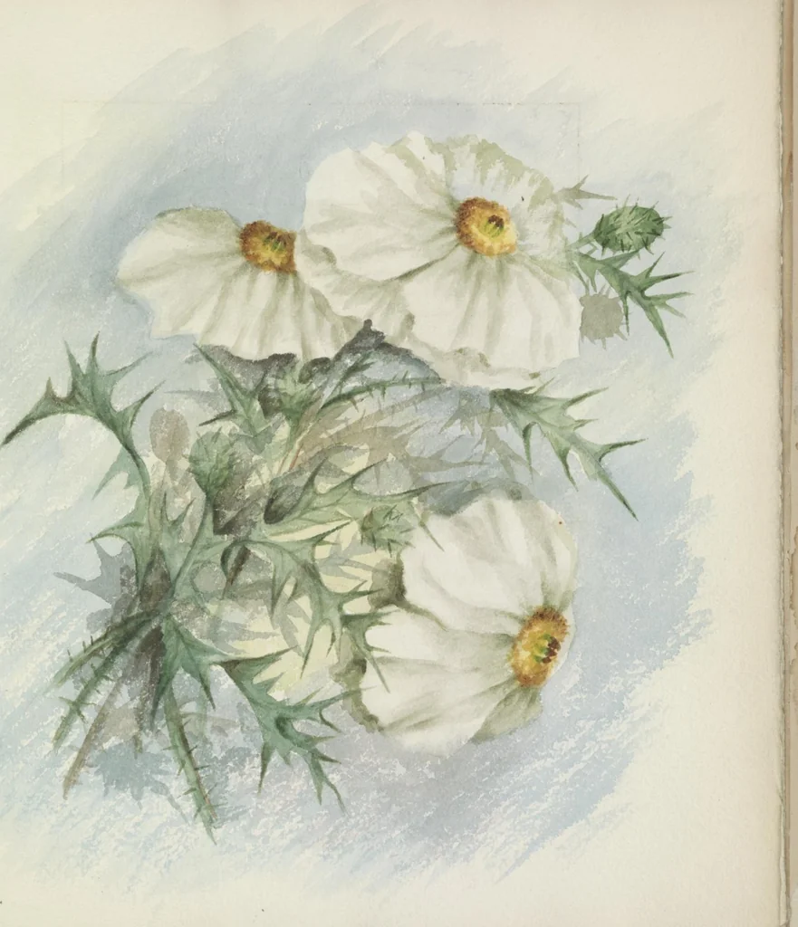 An illustration from The procession of flowers in Colorado, 1888, leaf 47