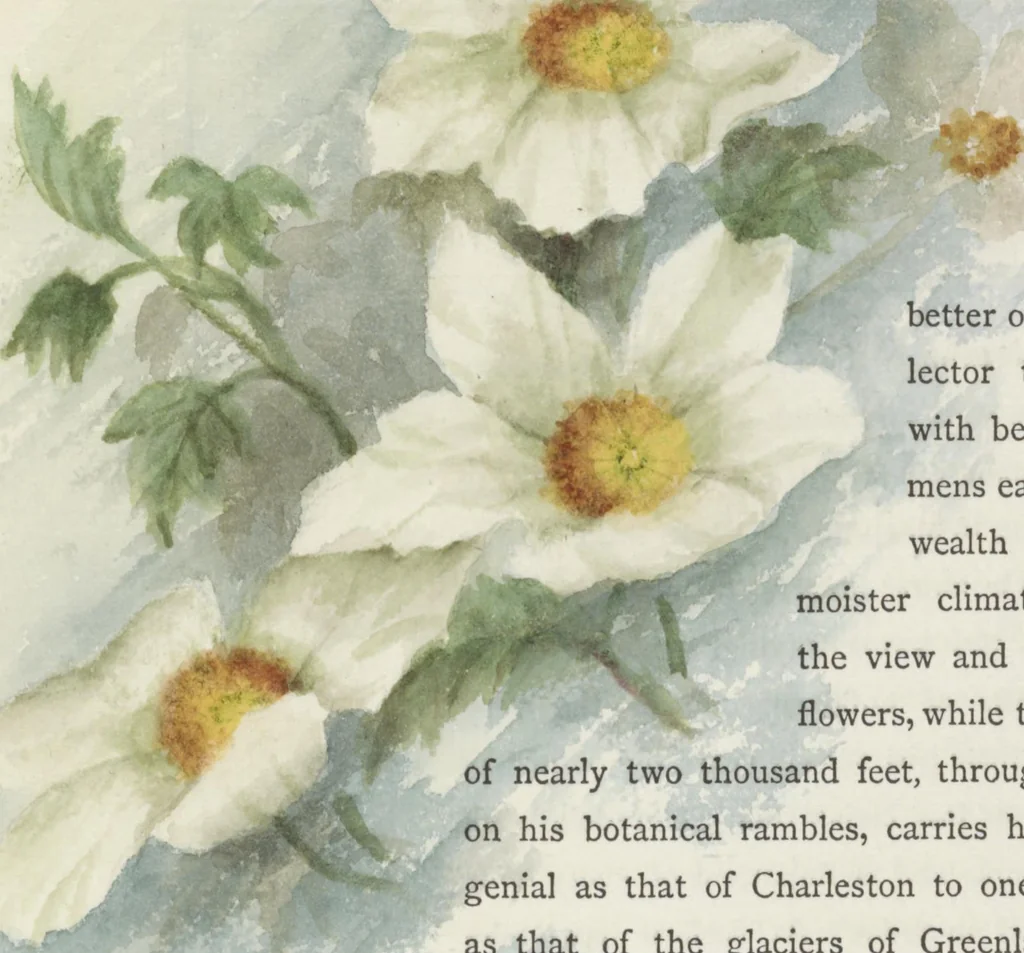 An illustration from The procession of flowers in Colorado, 1888, leaf 51