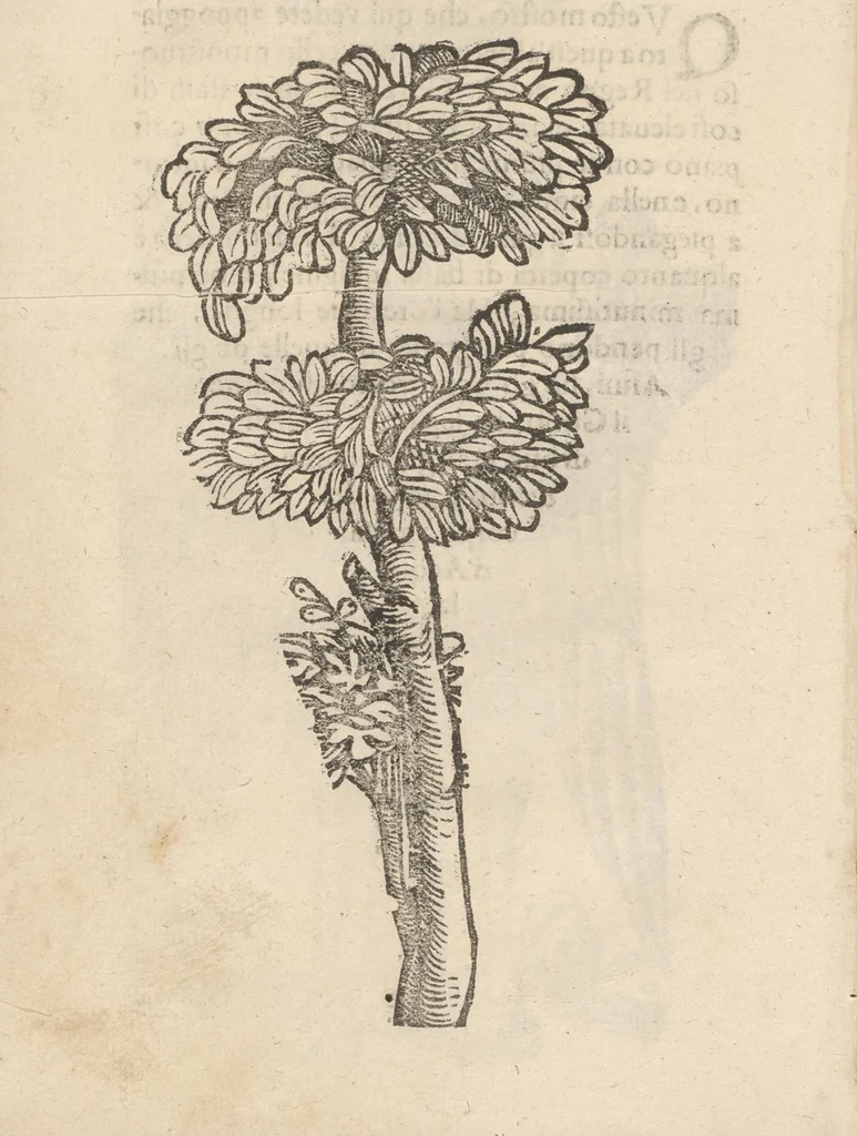 An illustration from Aggiunta alla quarta parte dell'Indie del sig. Giovanni Botero Benese : di mostri, & usanze di quelle parti, e di quei re con le sue figure al naturale, 1623, leaf 63
