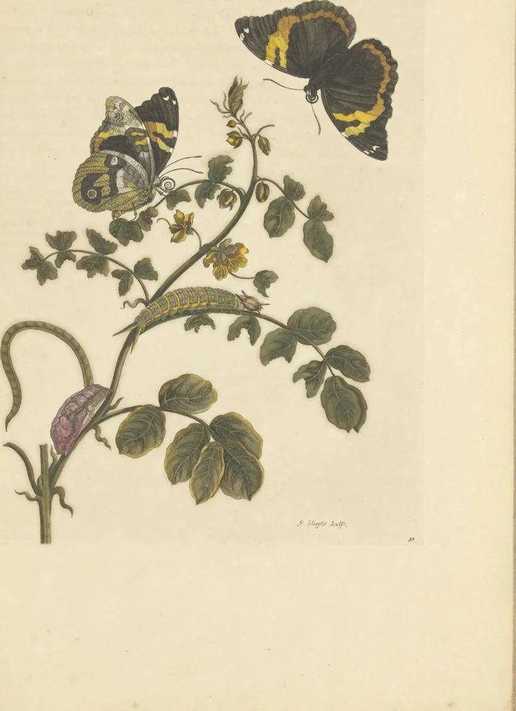 An illustration from Metamorphosis insectorum surinamensium. Ofte verandering der Surinaamsche insecten. Waar in de Surinaamsche rupsen en wormen met alle des zelfs veranderingen na het leven afgebeeld en beschreeven worden, zynde elk geplaast op die gewassen, bloemen en vruchten, daar sy op gevonden zyn; waar in ook de generatie der kikvorschen, wonderbaare padden, hagedissen, slangen, spinnen en mieren werden vertoond en beschreeven, alles in America na het leven en levensgroote geschildert en beschreeven, 1705, leaf 105