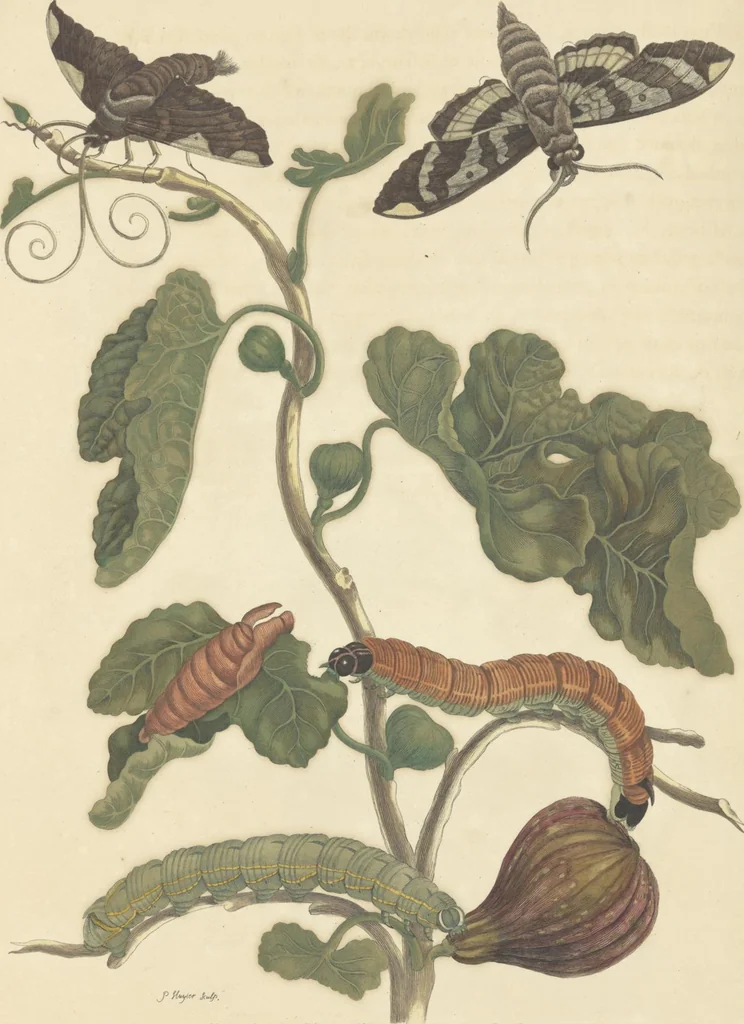 An illustration from Metamorphosis insectorum surinamensium. Ofte verandering der Surinaamsche insecten. Waar in de Surinaamsche rupsen en wormen met alle des zelfs veranderingen na het leven afgebeeld en beschreeven worden, zynde elk geplaast op die gewassen, bloemen en vruchten, daar sy op gevonden zyn; waar in ook de generatie der kikvorschen, wonderbaare padden, hagedissen, slangen, spinnen en mieren werden vertoond en beschreeven, alles in America na het leven en levensgroote geschildert en beschreeven, 1705, leaf 108