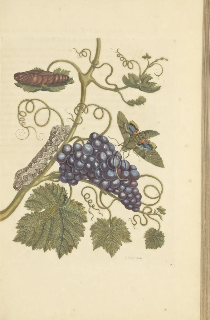An illustration from Metamorphosis insectorum surinamensium. Ofte verandering der Surinaamsche insecten. Waar in de Surinaamsche rupsen en wormen met alle des zelfs veranderingen na het leven afgebeeld en beschreeven worden, zynde elk geplaast op die gewassen, bloemen en vruchten, daar sy op gevonden zyn; waar in ook de generatie der kikvorschen, wonderbaare padden, hagedissen, slangen, spinnen en mieren werden vertoond en beschreeven, alles in America na het leven en levensgroote geschildert en beschreeven, 1705, leaf 111