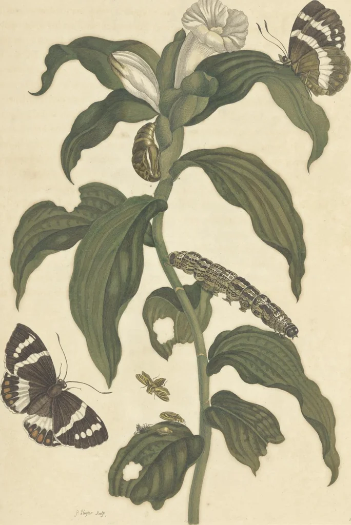 An illustration from Metamorphosis insectorum surinamensium. Ofte verandering der Surinaamsche insecten. Waar in de Surinaamsche rupsen en wormen met alle des zelfs veranderingen na het leven afgebeeld en beschreeven worden, zynde elk geplaast op die gewassen, bloemen en vruchten, daar sy op gevonden zyn; waar in ook de generatie der kikvorschen, wonderbaare padden, hagedissen, slangen, spinnen en mieren werden vertoond en beschreeven, alles in America na het leven en levensgroote geschildert en beschreeven, 1705, leaf 117