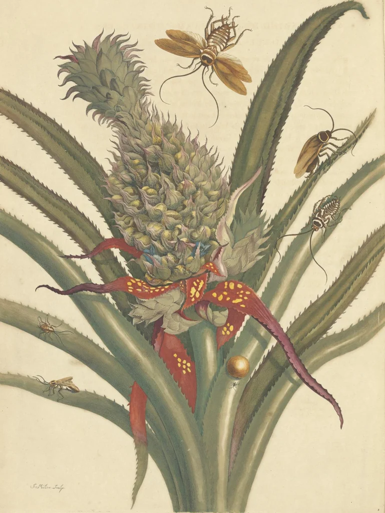 An illustration from Metamorphosis insectorum surinamensium. Ofte verandering der Surinaamsche insecten. Waar in de Surinaamsche rupsen en wormen met alle des zelfs veranderingen na het leven afgebeeld en beschreeven worden, zynde elk geplaast op die gewassen, bloemen en vruchten, daar sy op gevonden zyn; waar in ook de generatie der kikvorschen, wonderbaare padden, hagedissen, slangen, spinnen en mieren werden vertoond en beschreeven, alles in America na het leven en levensgroote geschildert en beschreeven, 1705, leaf 12